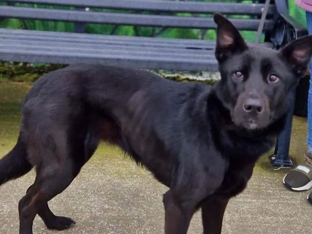Millie is a 10-month-old super friendly German Shepard cross who would live an active home. She joined us from a council pound where she had been picked up as a stray.