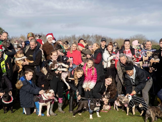 Around 60 French Bulldogs dressed in festive outfits for the annual Christmas walk at Hunsbury Country Park on Sunday December 15.
