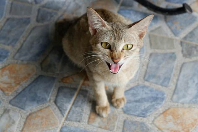 Katie Gwilt has issued this guide to help Northampton cat owners - Animal News Agency