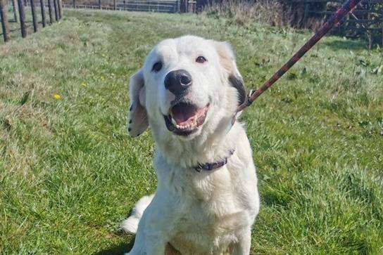 Mia is a large Newfie cross Collie, rescued from a puppy farm.
A large breed experienced home ready to start training is essential for this big friendly girl.