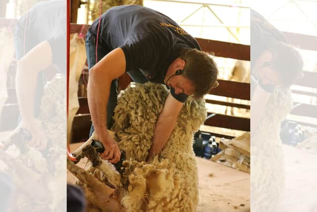 There's plenty of offer during half-term at West Lodge Farm Park, including live sheep shearing