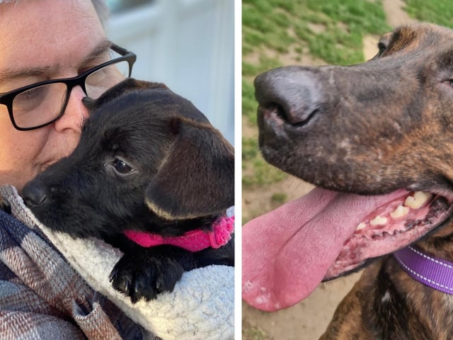 Take a look at Northants rescue dogs looking for a forever home this week
