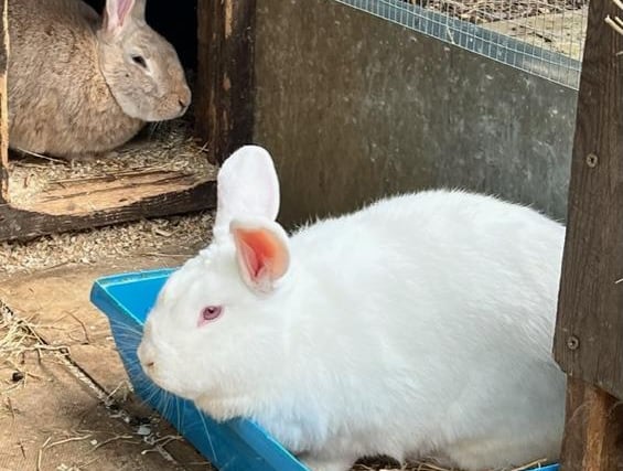 These are stunning large two-year-old bonded pair, a New Zealand white and a continental cross needing a large home together.