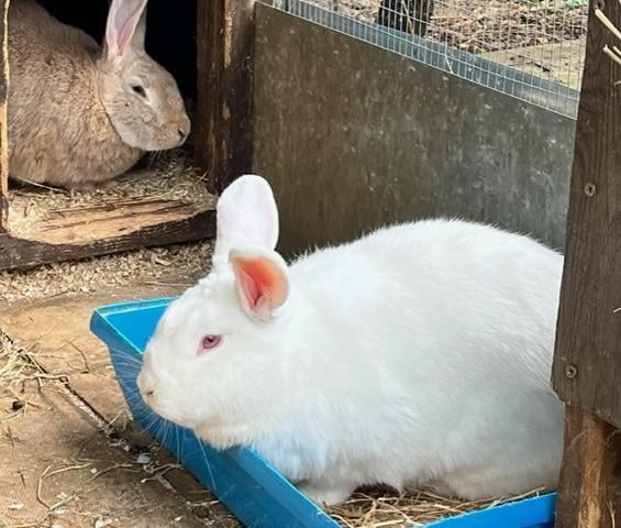 These are stunning large two-year-old bonded pair, a New Zealand white and a continental cross needing a large home together.