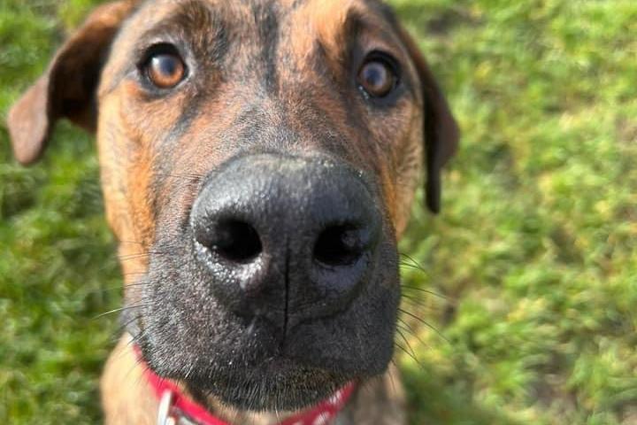 Scooby pictured.