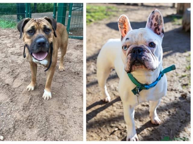 Rescues dogs in need of a forever home this week