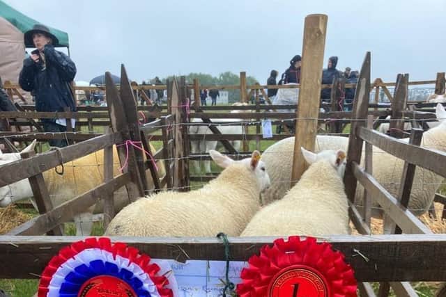 Luke Stimson’s North County Cheviots taking first and Champion Butchers Lamb in the 46kg plus class