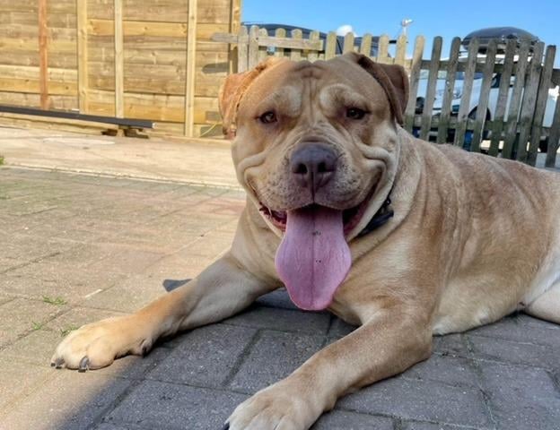 Sadie Bumbles aka Sadie, Bumble Bum and Bumbelina, is a beautiful five-year-old Shar Pei cross who had a miserable start to her life. She is a very clever girl who knows sit, paw, leave, come, wait and no. Sadie Bumbles loves a fleecy blanket to snuggle in and is very treat motivated but has to watch her weight. An active experienced home with dog savvy teenagers is needed. She walks well on her dogmatic, which will go with her when rehomed. Sadie is not social with smaller dogs or cats.