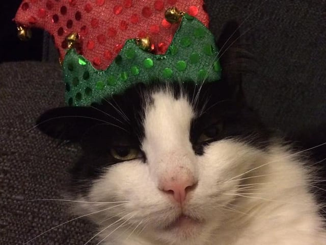 Boyo the elf, who passed away in 2021.