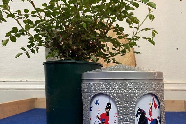 Time Capsule and Rose Bush