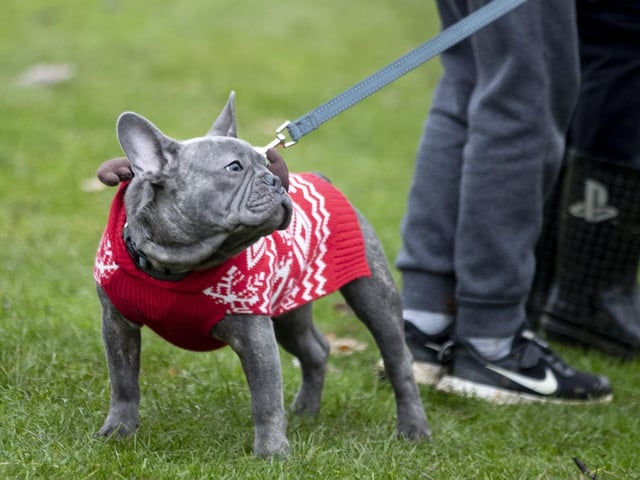 The French Bulldog Meet & Walk group’s Christmas walk at Hunsbury Hill Country Park on Sunday December 4, 2022.