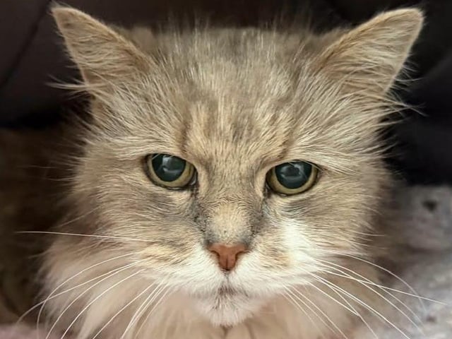 CHINA: China is a beautiful 16-year-old lady. She has been very unlucky as her original owner passed away a few years ago, her adopter is now poorly and so she has come back to us. She is shy, but friendly once she gets to know you. She is looking for a quiet home where there are no children or dogs to scare her. A nice garden away from any busy roads would be perfect so that she can spend warmer days sunning herself