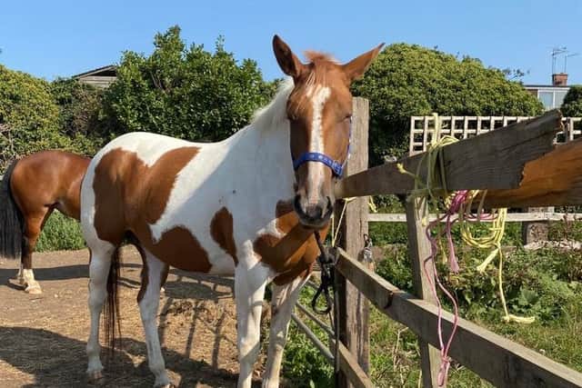 Millie the horse was attacked by a group of young people in Kingsthorpe this week.