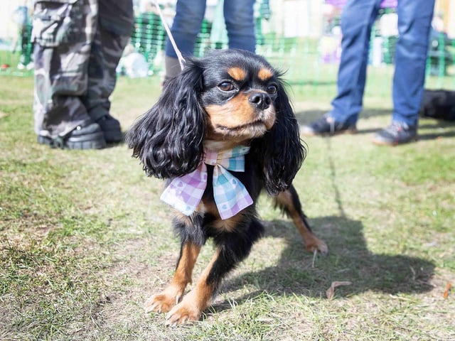 Pooches and owners alike enjoying the popular dog festival on Saturday September 14, 2024.