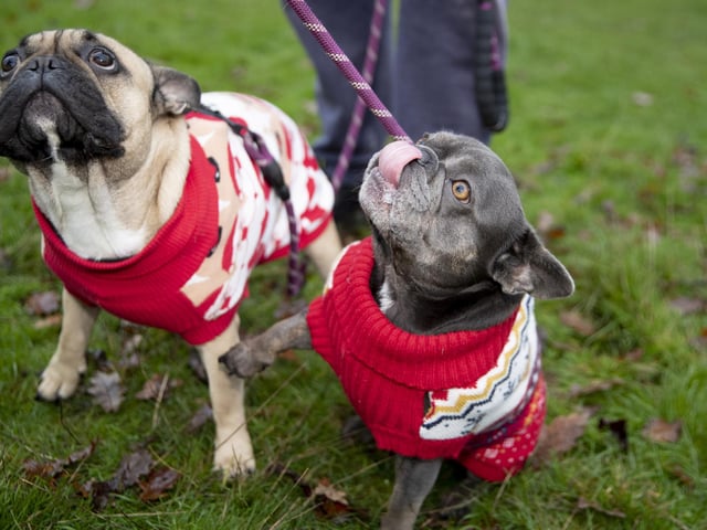The French Bulldog Meet & Walk group’s Christmas walk at Hunsbury Hill Country Park on Sunday December 4, 2022.
