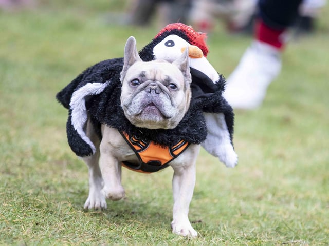 Nearly 100 French Bulldogs wore Christmas outfits for a festive walk at Hunsbury Hill Country Park on Sunday (December 17).