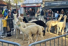 Livestock comes to market - alpacas became a hands-on feature of Northamptonshire Day 2025