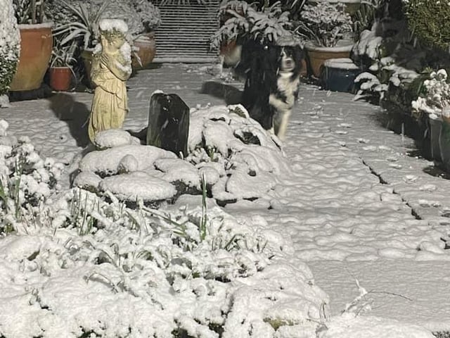 Another round of spot the dog in this Spinney Hill photo.