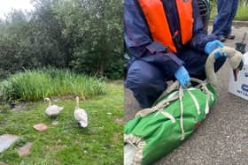 The swans were rescued from Kingfisher Lake in Northampton. Photo: RSPCA.