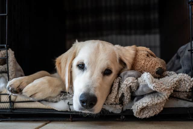 Create a den for dogs in one of the quietest rooms in the house
