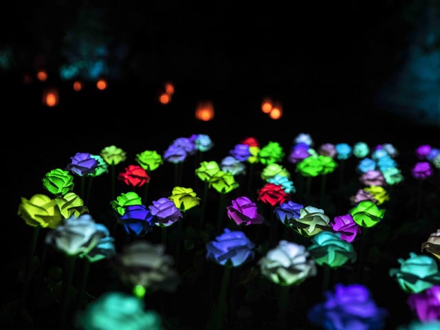 Take a look around the winter light trail, which is now open and will be until December 31.