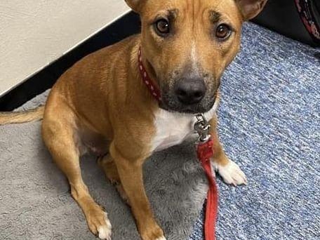 Minnie is a sweet and affectionate little girl. Her mother is a Staffie x EBT, and her father is a JRT. At almost 4 years old, she requires an active and secure home without other animals due to her high prey drive. She is currently in foster care.