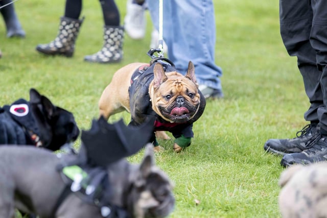 Around 60 French Bulldogs dressed up in spooky costumes for a special walk at Hunsbury Hill Country Park on Sunday (October 29).