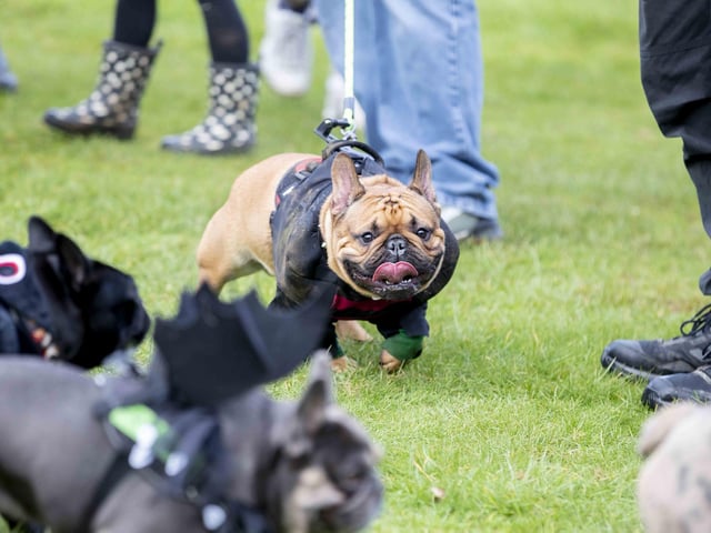 Around 60 French Bulldogs dressed up in spooky costumes for a special walk at Hunsbury Hill Country Park on Sunday (October 29).