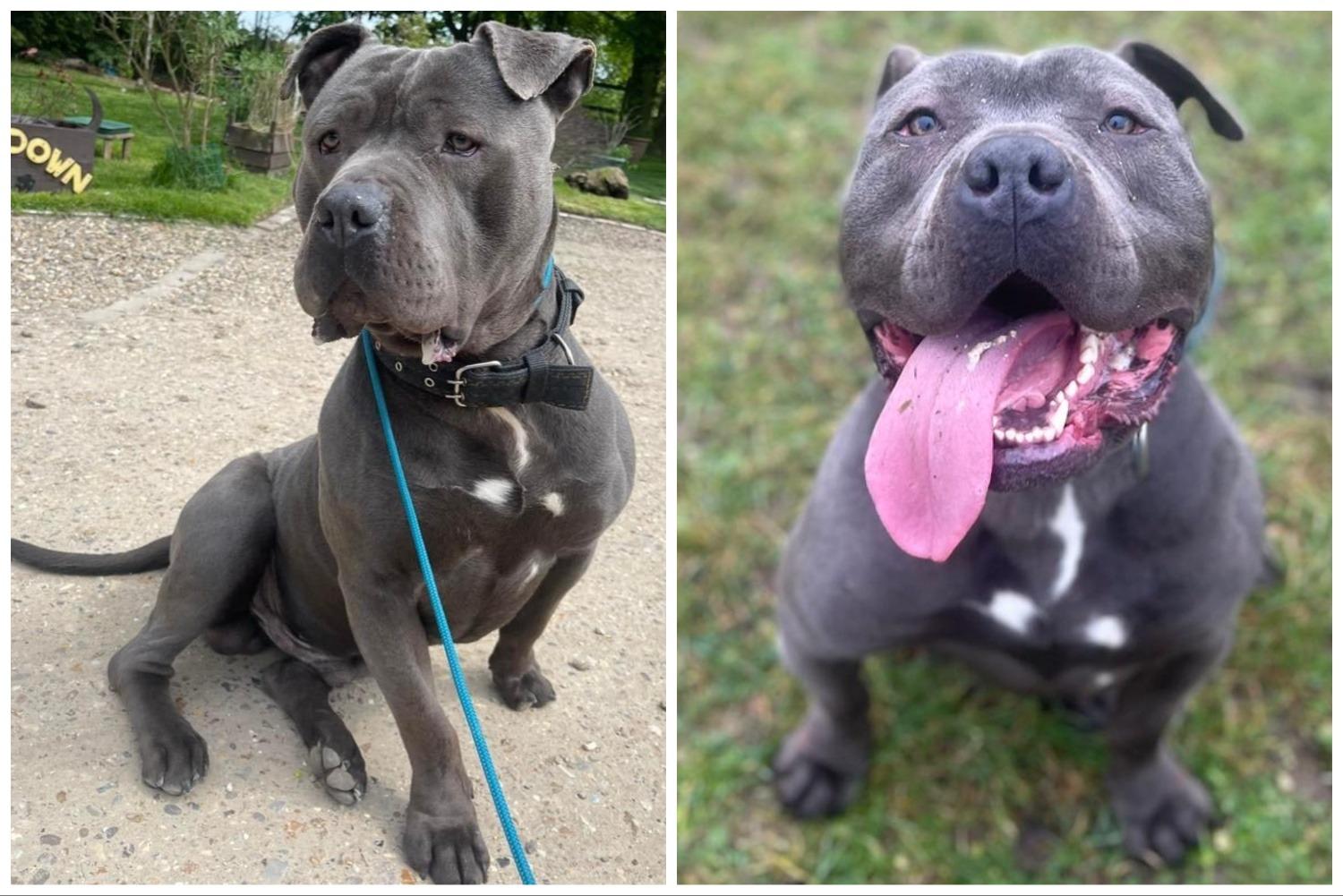 Eaton Bray dog rescue centre raises funds to support XL Bully Kylo - who will stay at the centre for the rest of his life