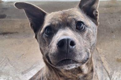 Susie is a sweet and gentle 9-year-old SBT. While she can be shy at first, she warms up once she gets to know you and will make a wonderful companion. She has not yet been assessed with other animals.