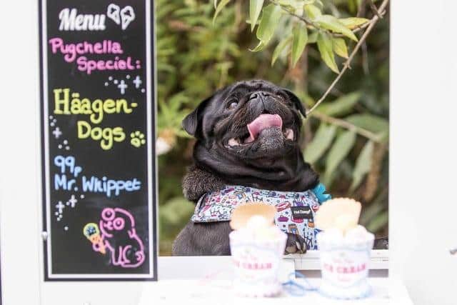 Excitingly, Teddy’s is hosting two community-focused dog events in May and this marks the third year since the initiative was launched. Photo: Kirsty Edmonds.