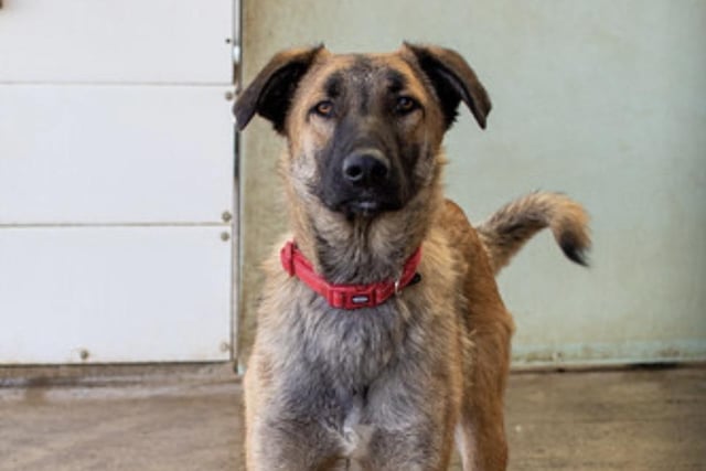 Annie said: "Boris is such a loving fun kind affectionate lad. He walks well on a lead but a harness worries him. He’s loud and lairy upon first meeting you but really he’s just desperate to be loved. Only 11 months old. He’s great with other dogs but is not cat tested."