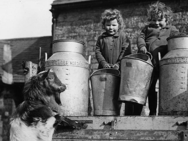 11th March 1940: The pet goat of Rita and Jennifer Parrish jumps up to give the twins some help with the milk churns at Novelty Farm in Northamptonshire. (Photo by Fox Photos/Getty Images)