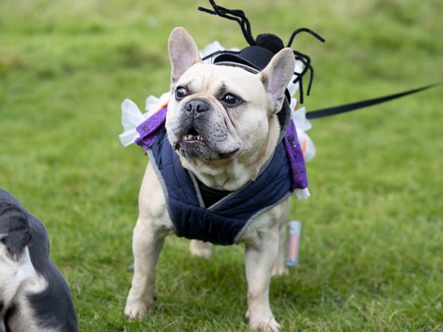 Around 60 French Bulldogs dressed up in spooky costumes for a special walk at Hunsbury Hill Country Park on Sunday (October 29).