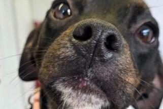 Mitzi is a sweet 12-month-old Jack Russell Terrier. She is currently under assessment.