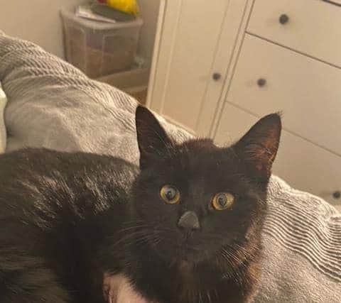A cat called Stig of the Dump travelled 50 miles to Milton Keynes in the back of a bin lorry