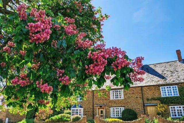 Badby is a village and rural parish situated in Daventry, which spreads over around 2,020 acres of countryside. Located near the source of the River Nene, this rural location is very scenic. Amy, who took this photograph, said the tree was “buzzing” with the number of bees in it.