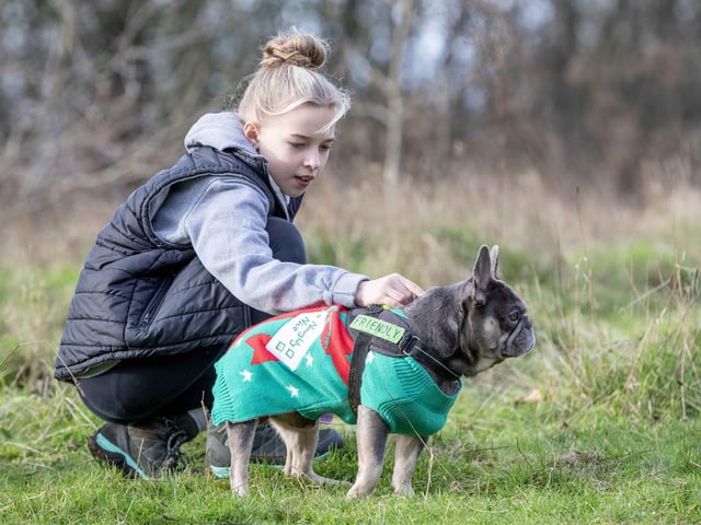 Around 60 French Bulldogs dressed in festive outfits for the annual Christmas walk at Hunsbury Country Park on Sunday December 15.