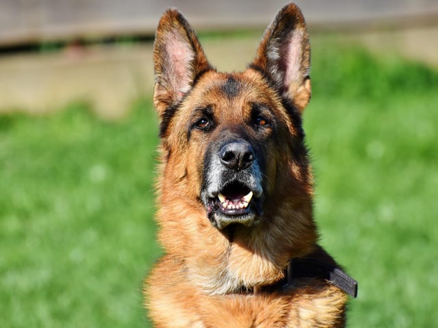 German Shepherds have a price tag of around £1,055.