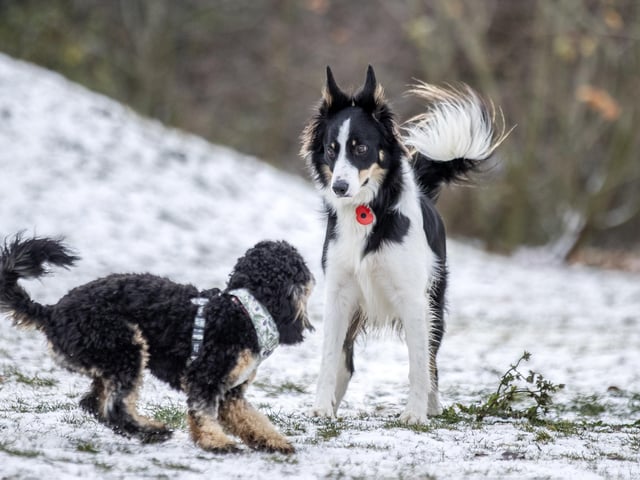 Teddy’s Dog Care, situated in Wootton, hosted a luxury Santa Paws Grotto experience for dogs on Saturday December 17, 2022.