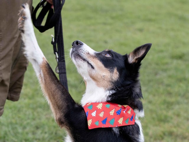The popular event saw more than 100 dogs walked around Bradlaugh Fields in Northampton on Sunday (December 22).