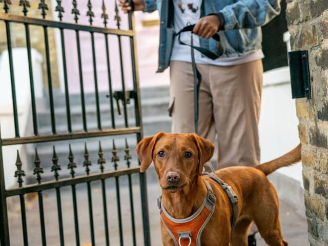 Nearly half of UK dog owners walk their pets in dangerous heat