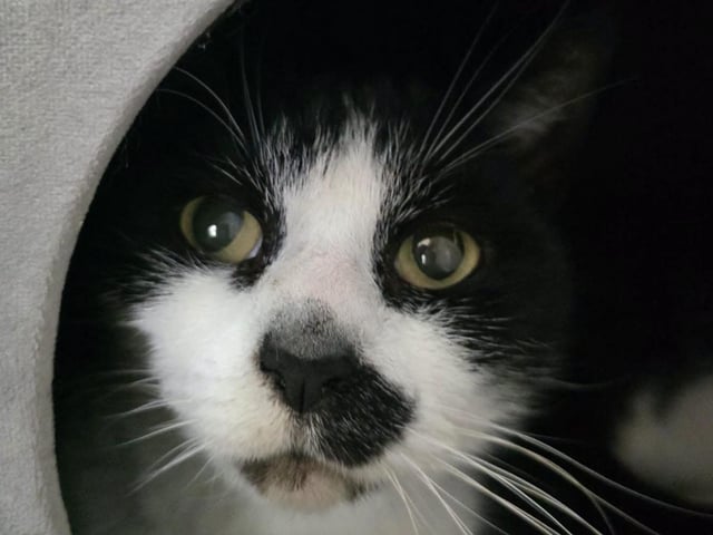 One of the cats in need of a new home