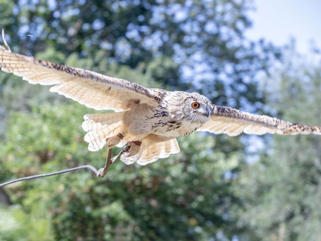 Families visited Delapre Abbey on Sunday August 17 to meet and learn about birds of prey.