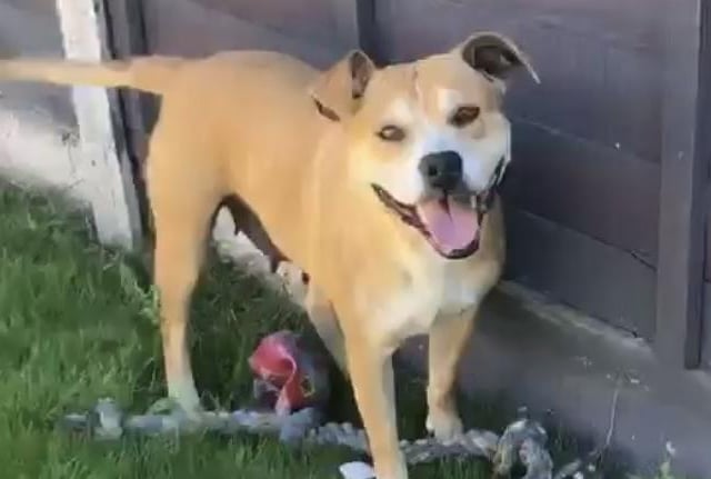 Luna is a beautiful, affectionate six-year-old Staffie lady who came to Animals In Need due to a family breakup. She knows basic commands, travels well and is housetrained. She is very food-motivated but does need to work on her manners with other dogs. She has never been socialised with cats or smaller furry animals.
