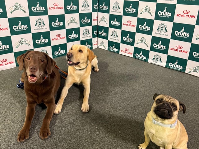 3 good boys in one room, including Good Boy Ollie