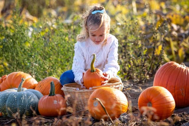 A BUMPER crop of pumpkins and ornamental gourds! With over 30 different varieties to choose from!