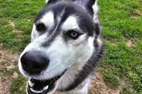 Diego is such a happy Husky lad with all the usual breed traits. He is fine with other dogs, but not cats. He knows basic commands but will need help with hose training. He needs an active home with a secure garden