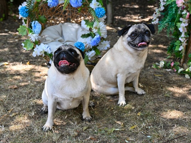 Pugs and their owners travelled across the country to be part of the occasion, which takes inspiration from Coachella festival and returned to Northampton on Sunday (August 23) with a pool party theme.