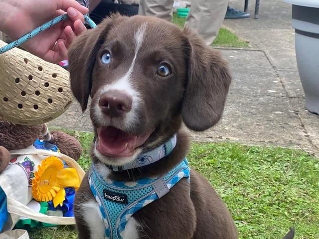 Adorable and brave amongst the bigger dogs